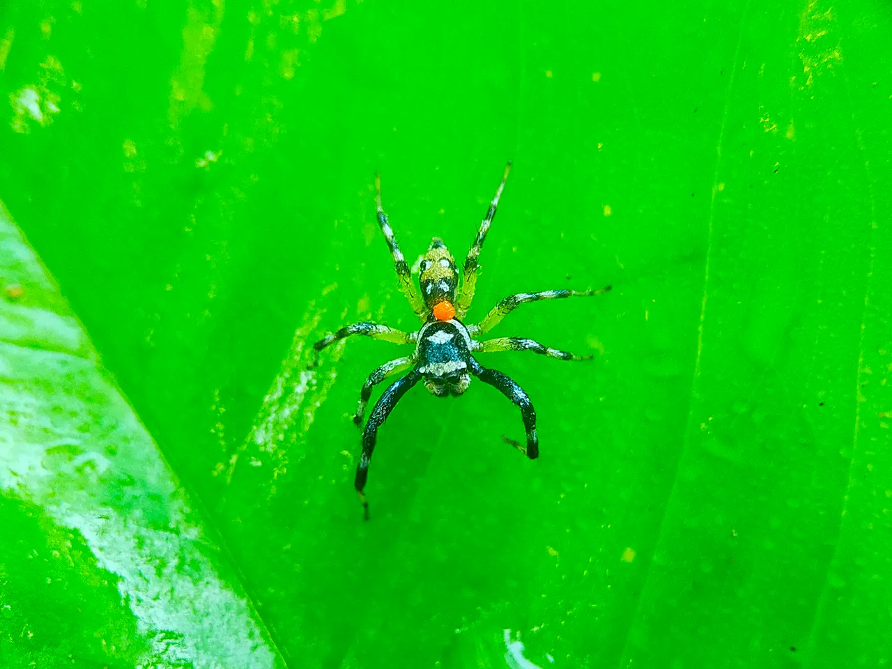 The Jumper (36).jpg