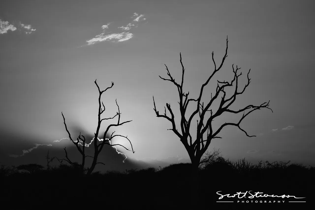 Tree Silhouette-4.jpg