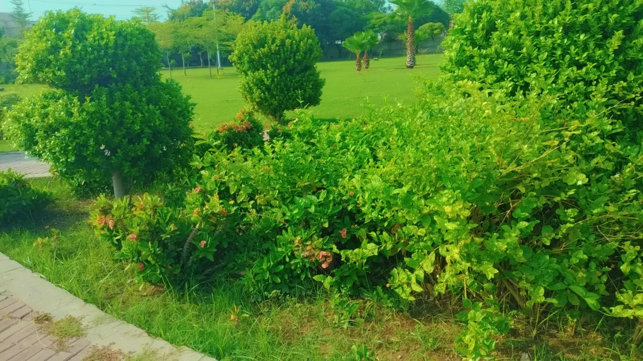 IMG_20250803_062350.jpg