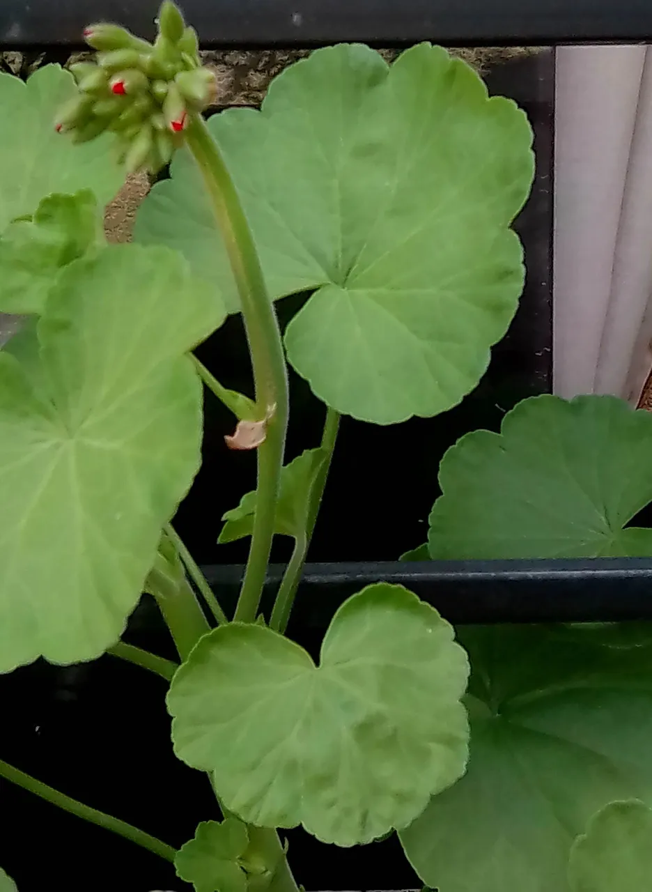 La primera flor.jpg