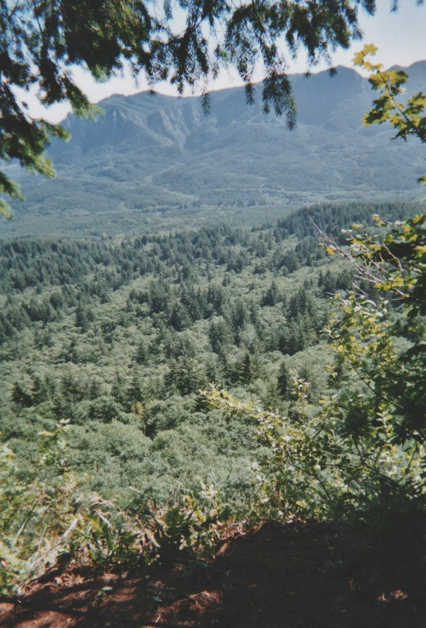 2006-08 - Trees.jpg