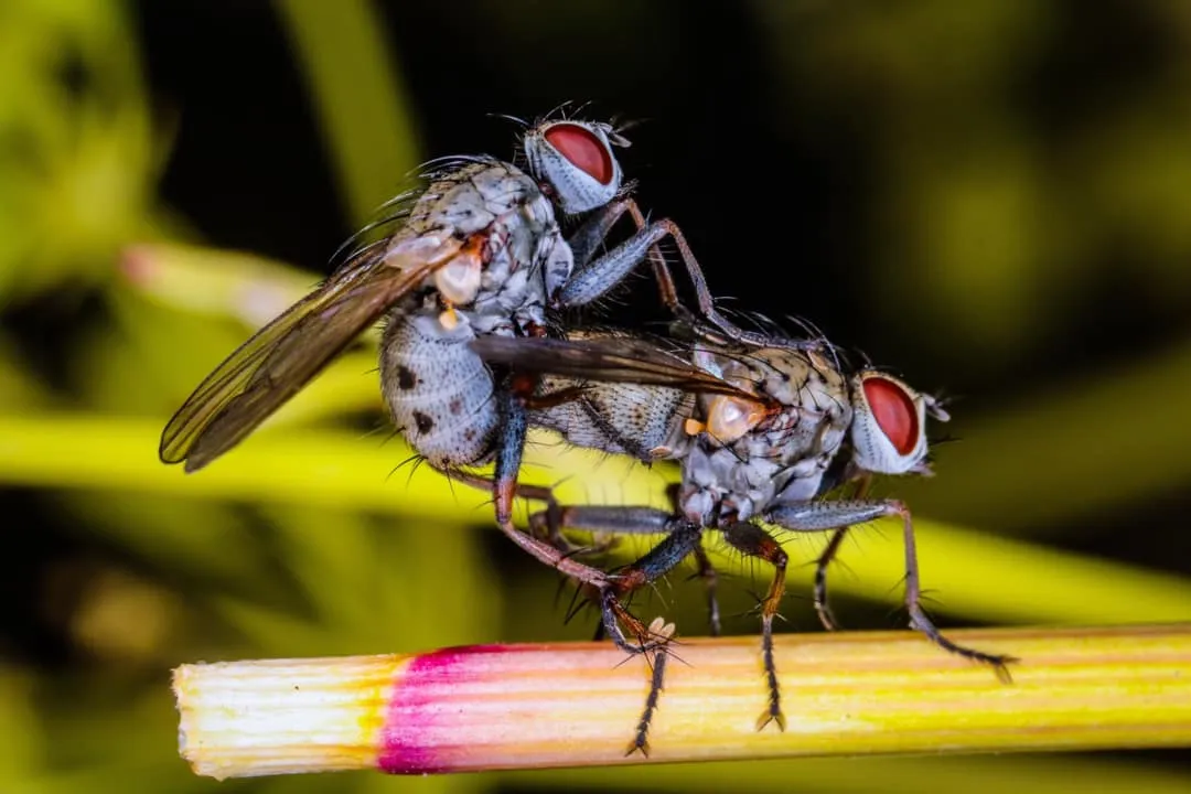 insect post (2).jpg