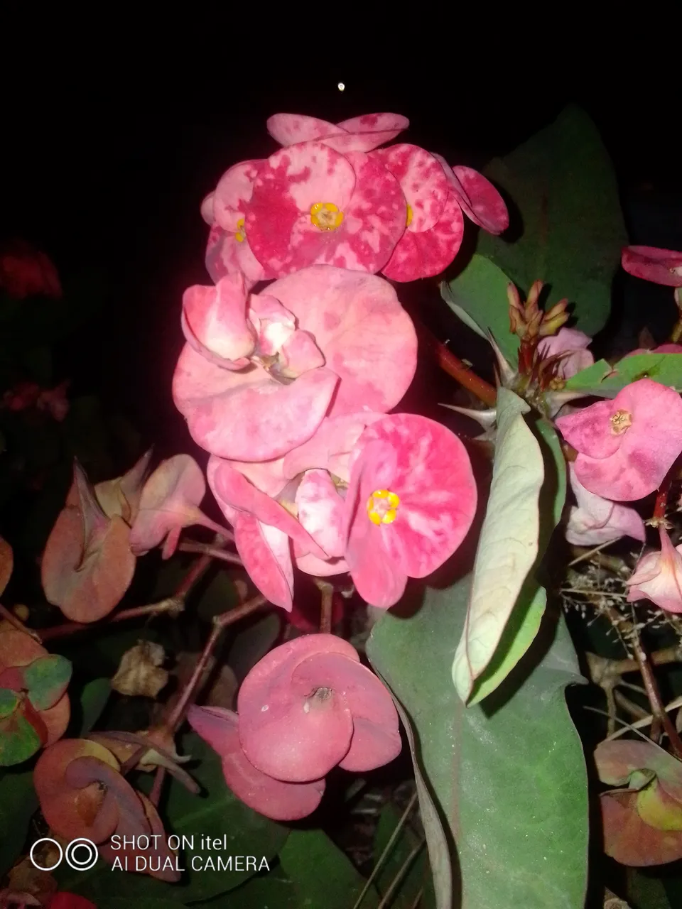 IMG_20211201_210816.jpg