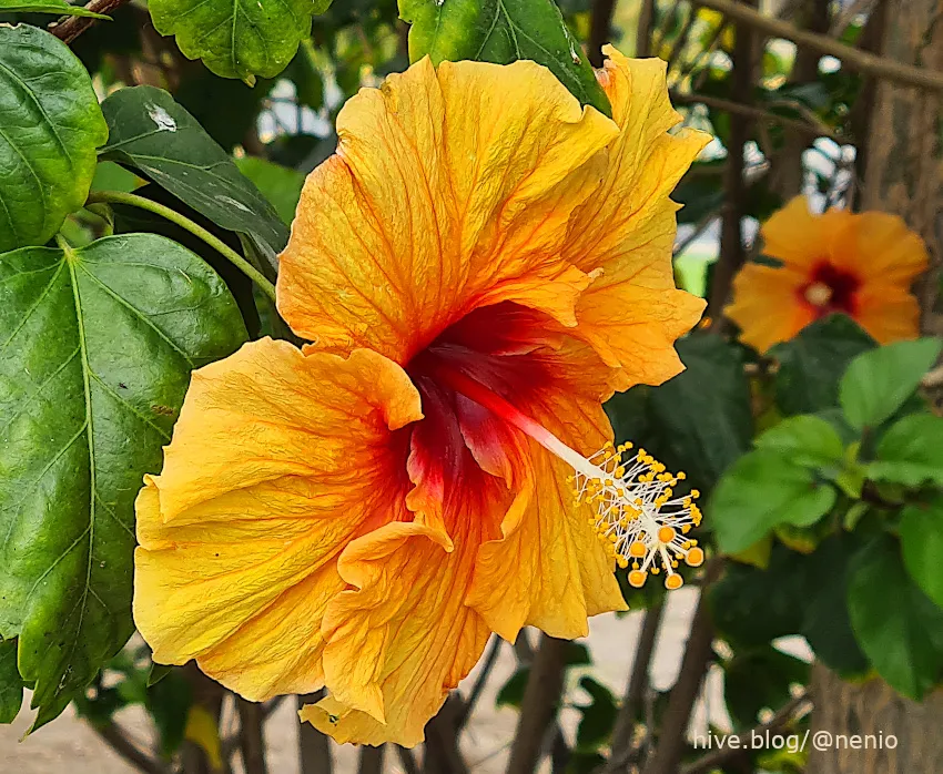 hibiscus-orange-003.jpg