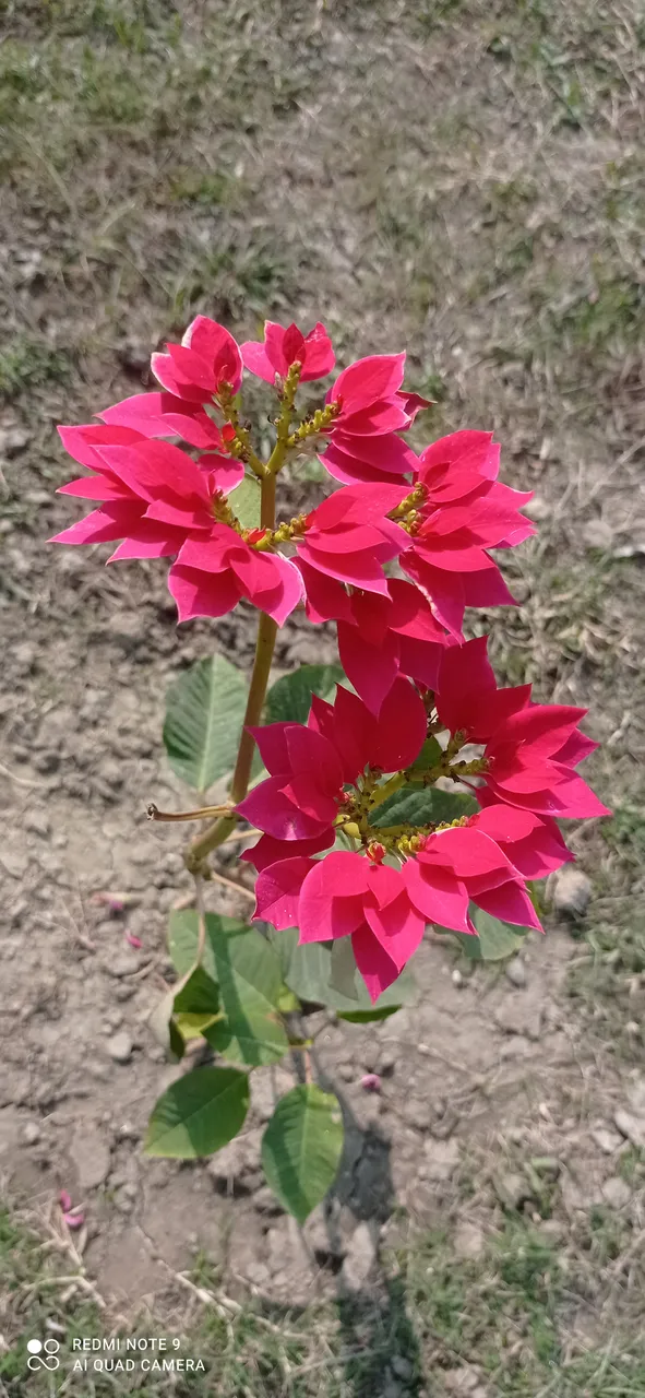 IMG_20210107_110532.jpg