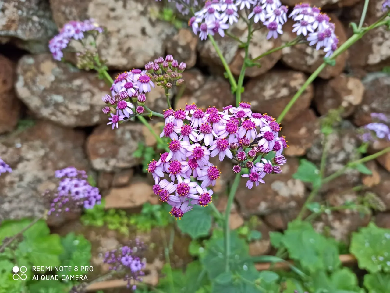 Small flowers 2.jpg