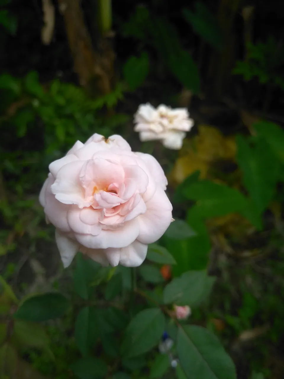 IMG_20200516_170337.jpg
