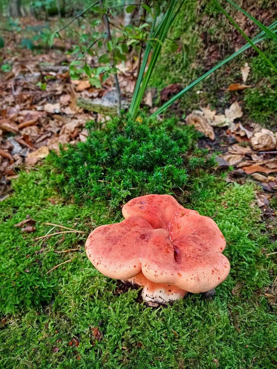 red mystery mushroom angled down full view