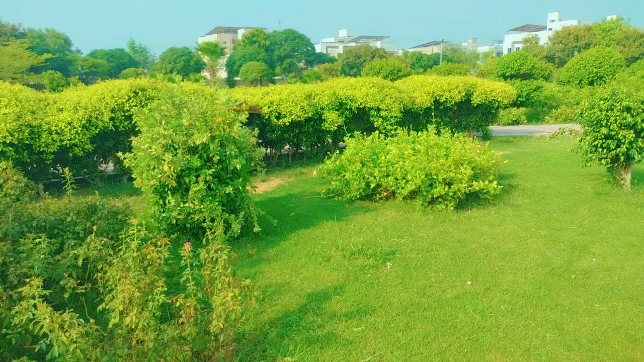IMG_20250803_062415.jpg