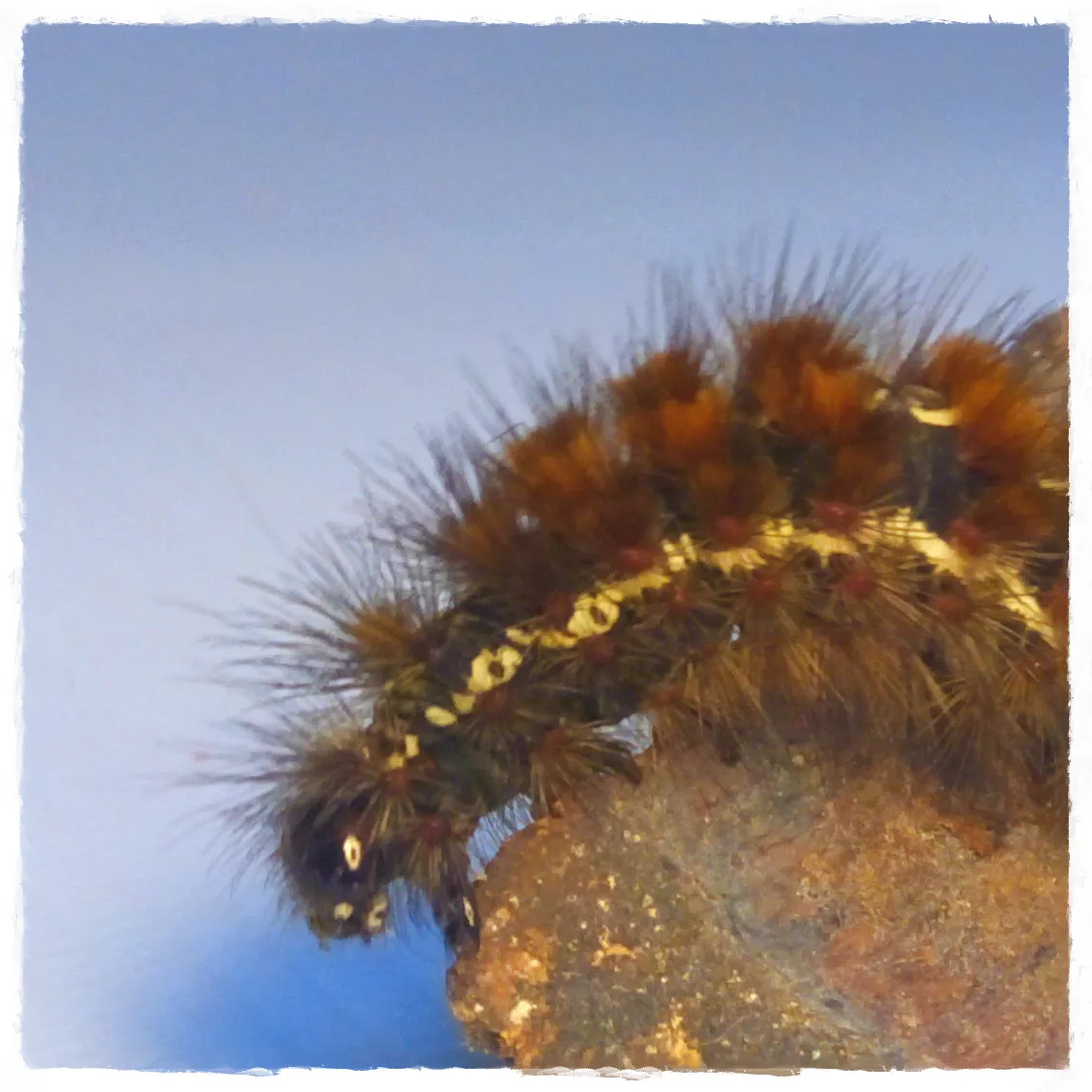 oruga1_FotoSketcher.png