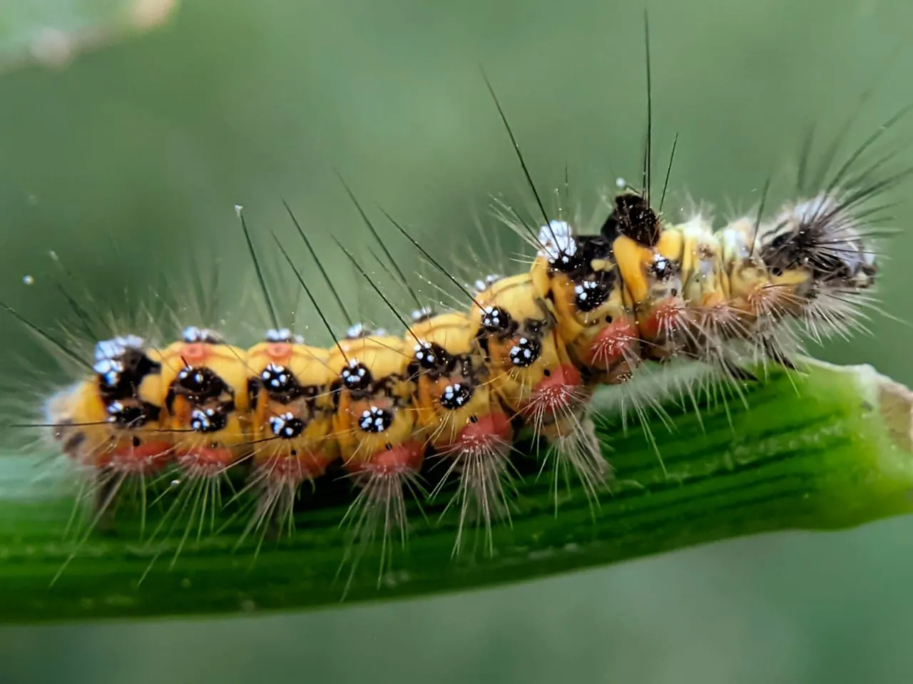 caterpillar (16).jpeg