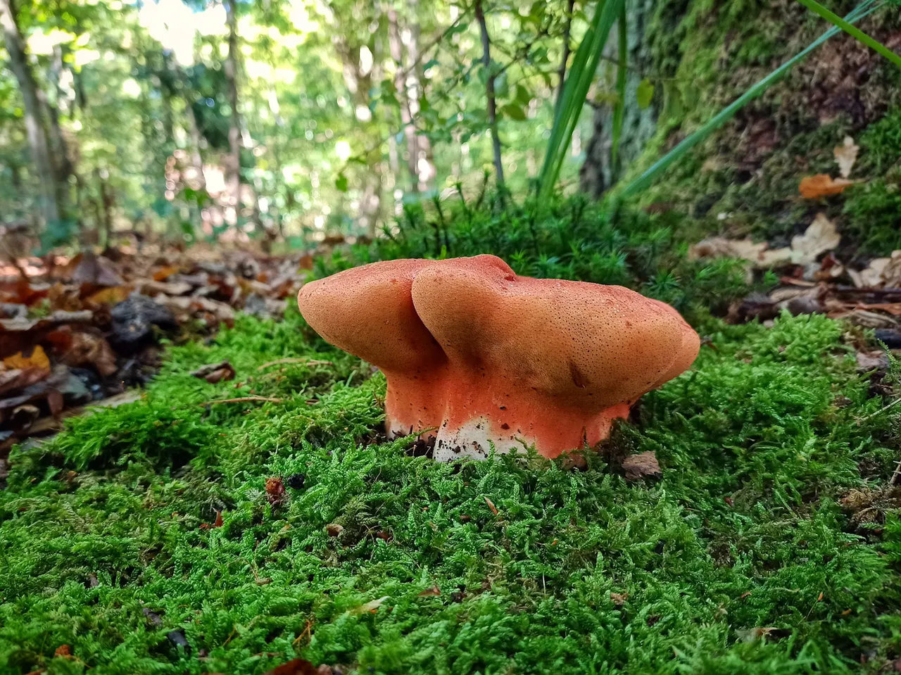 red mystery mushroom landscape view