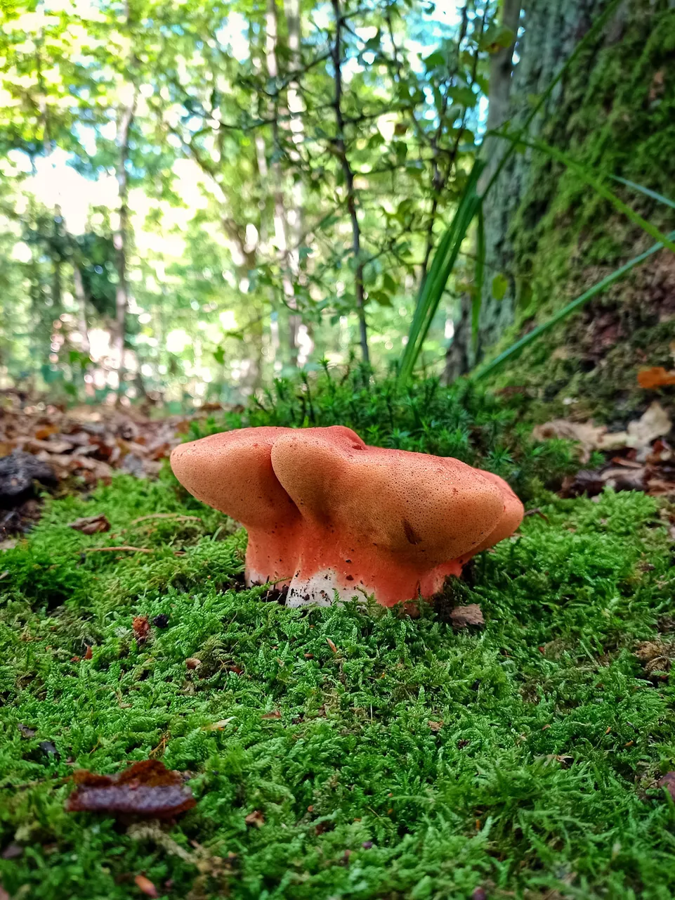 red mystery mushroom full scene profile