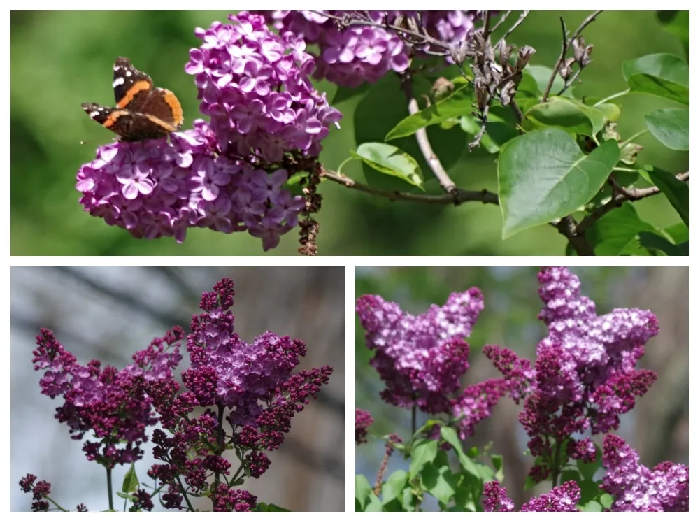 hivegarden-lilacs-d.jpg