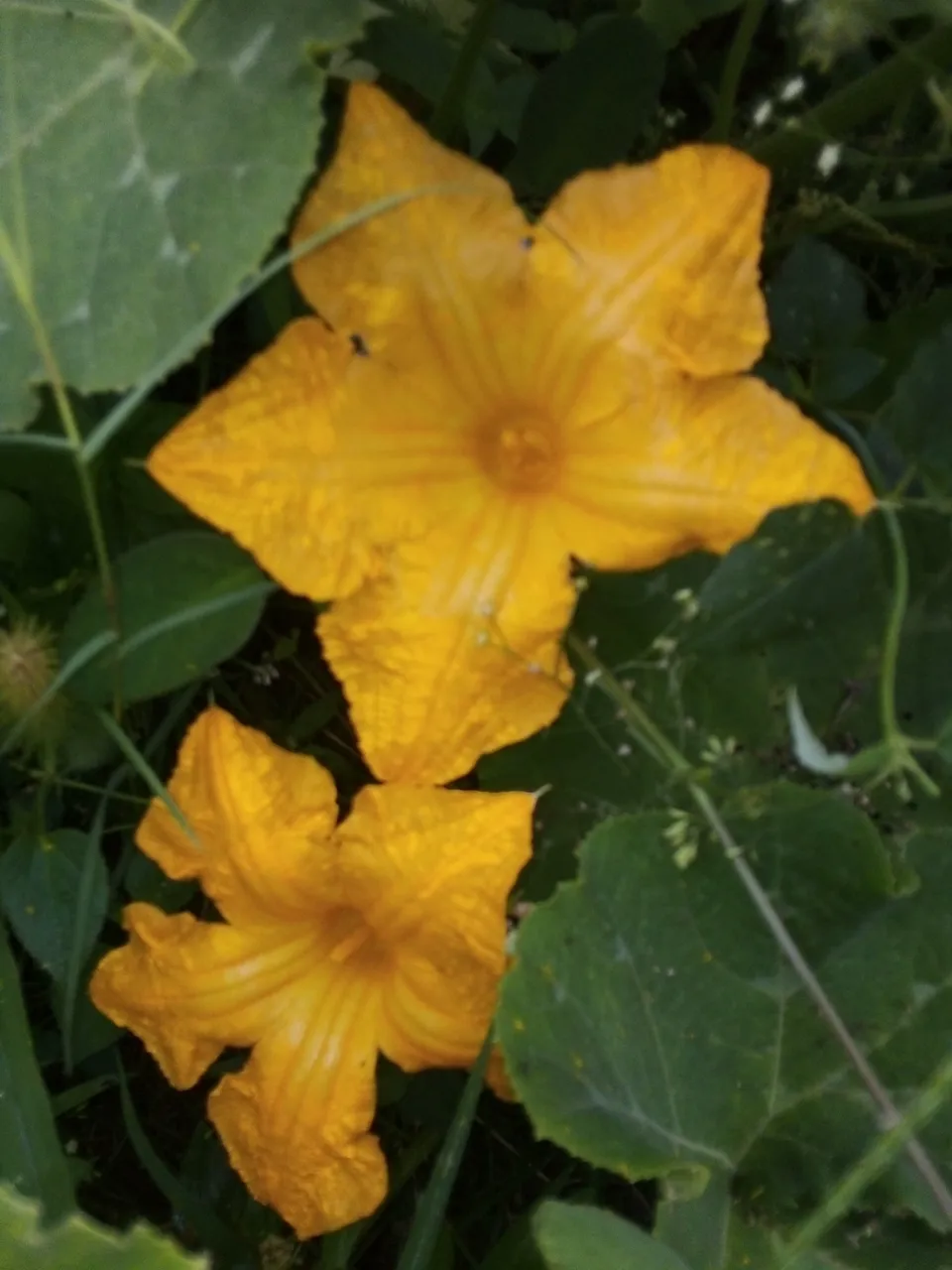 IMG_20200818_081446.jpg