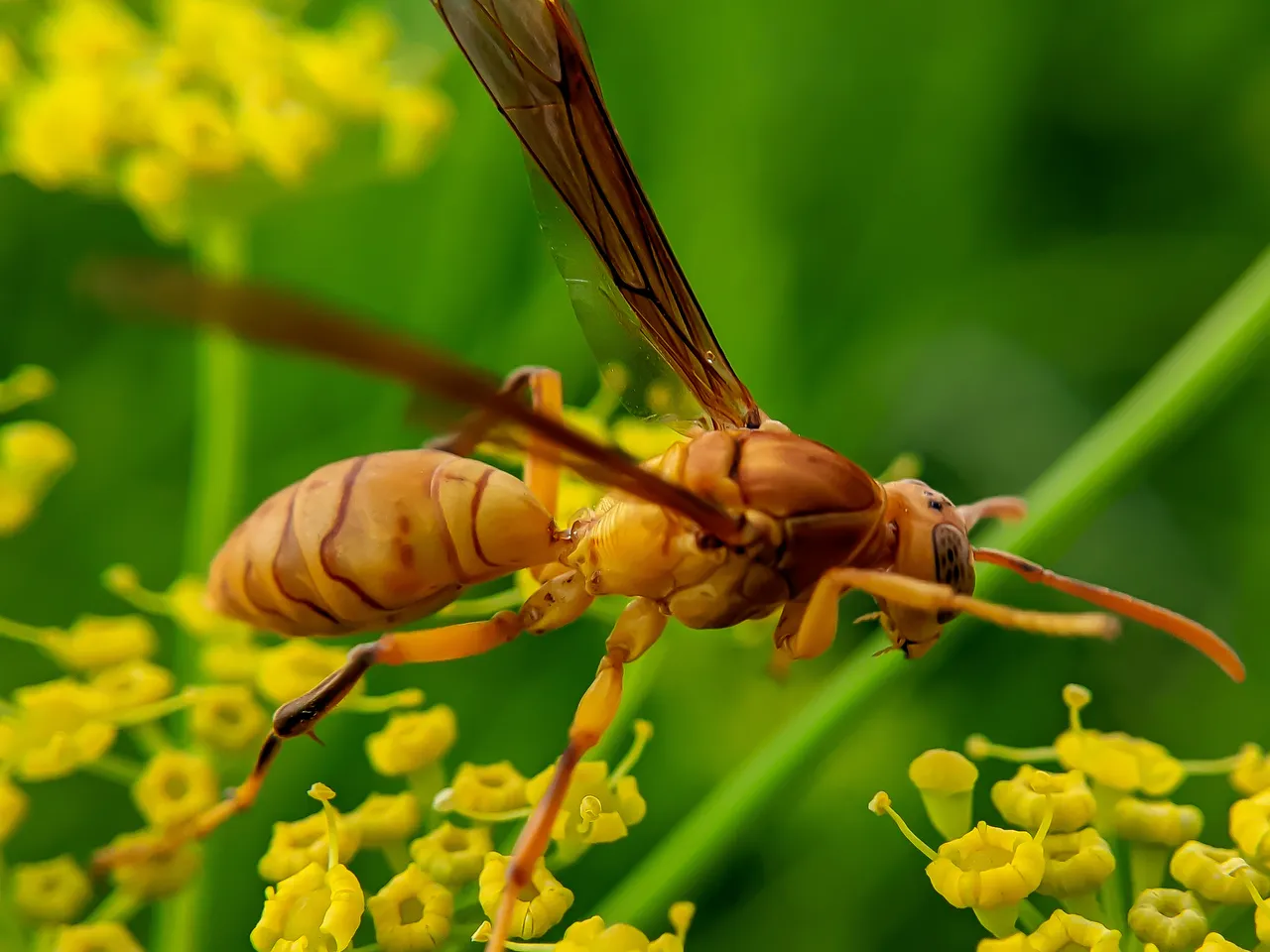 Yellow Wasp (4).jpg