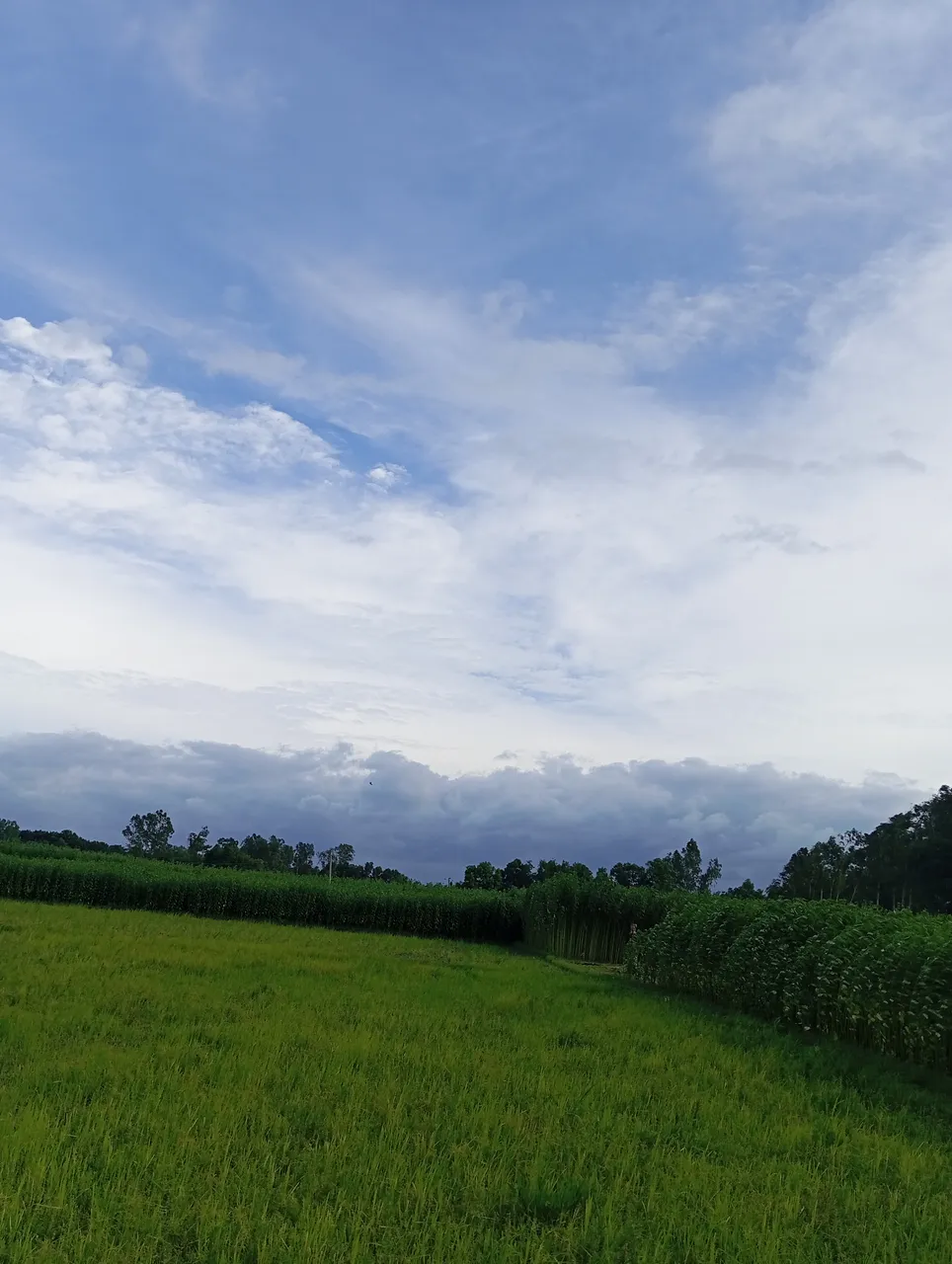 IMG_20250725_163855.jpg