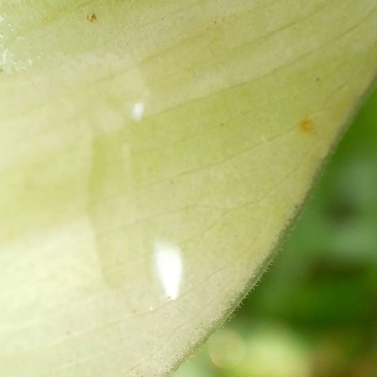 IMG_20201026_175643.jpg