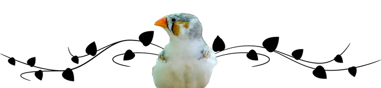 Birds Divider 2.png