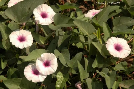 ipomoea acquatica.jpg