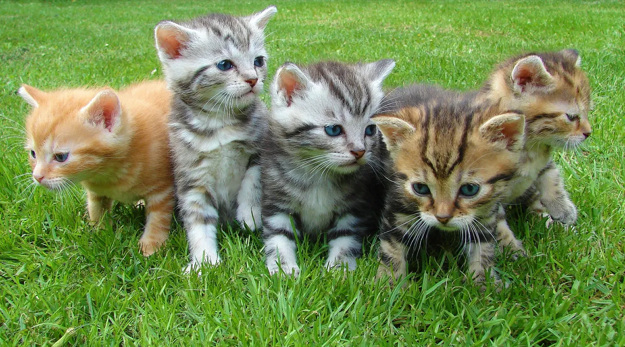 kittens-555822_1920.jpg