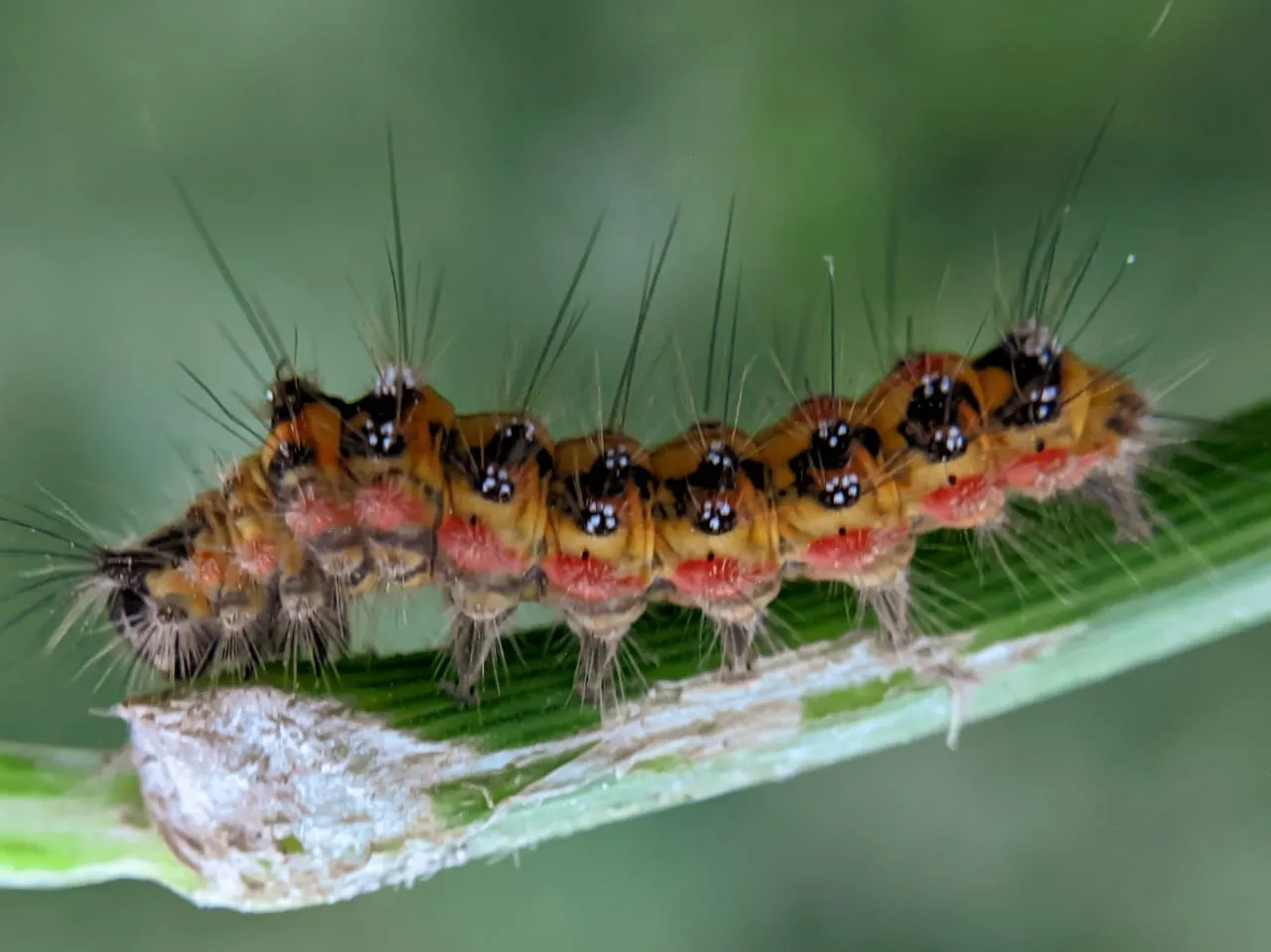 caterpillar (14).jpeg