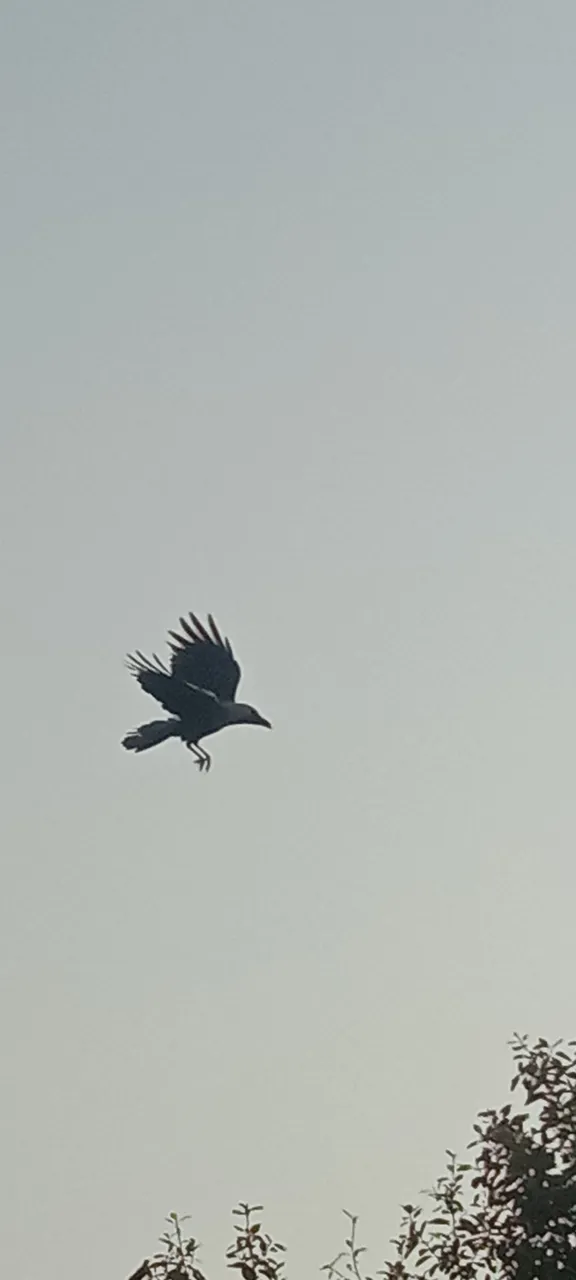 IMG_20210814_064616.jpg