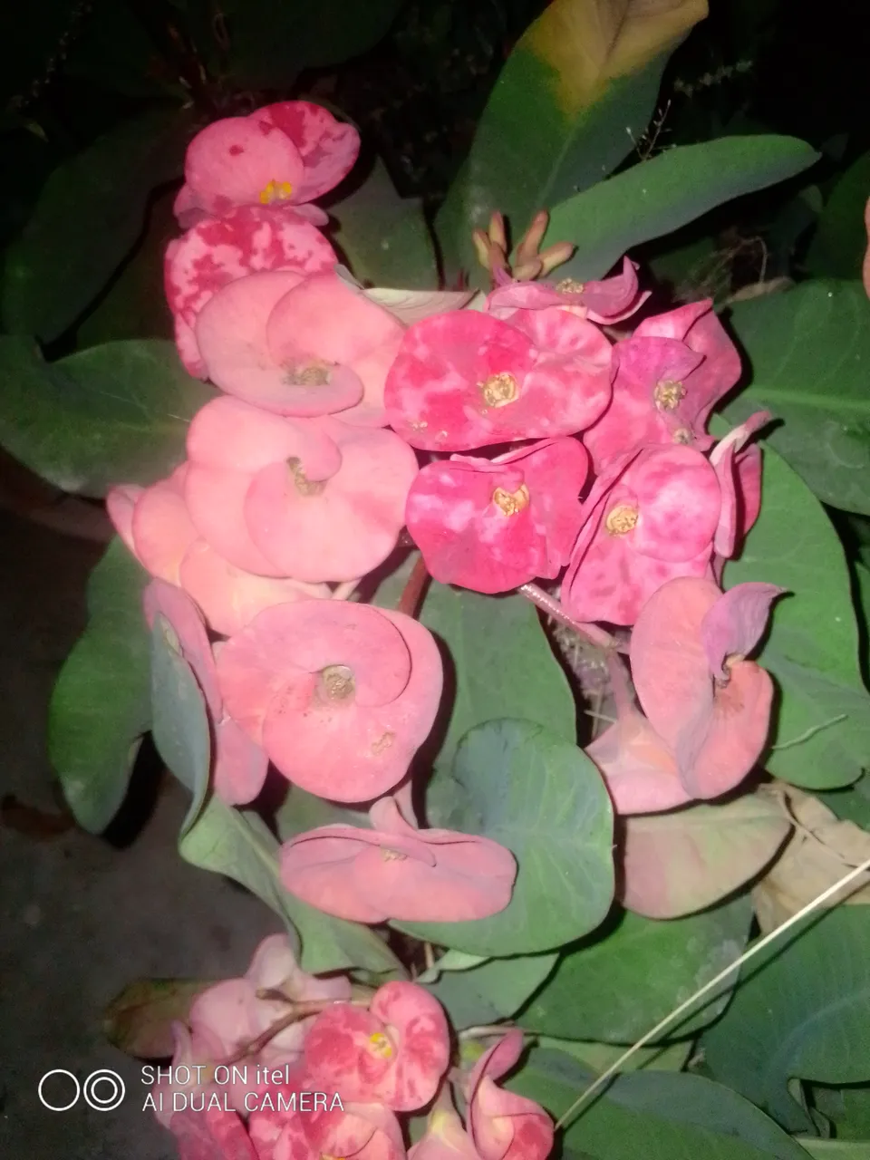 IMG_20211201_210820.jpg