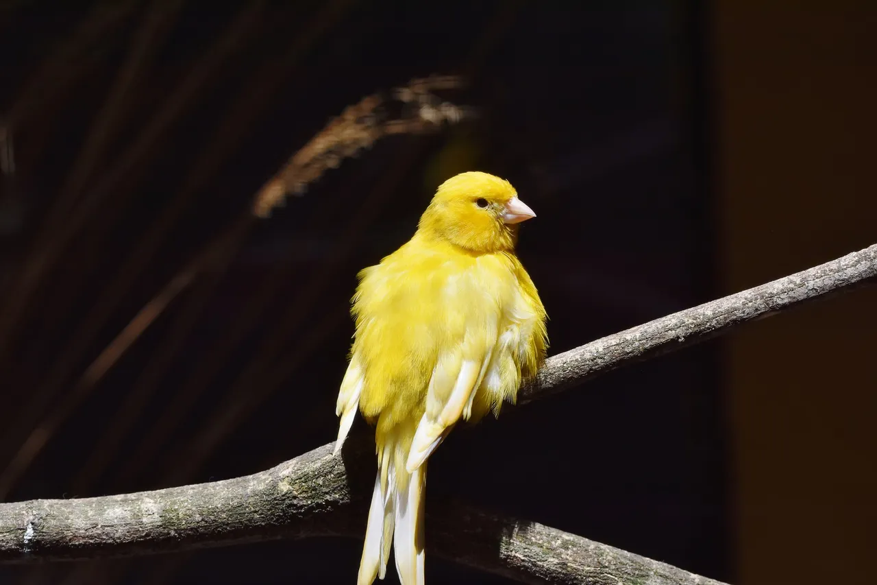 canary-4248324_1920.jpg