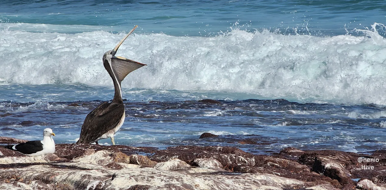 pelican-seagull-003.jpg