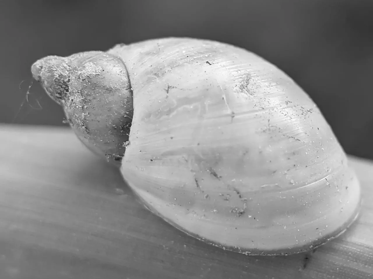B&W snail (12).jpeg
