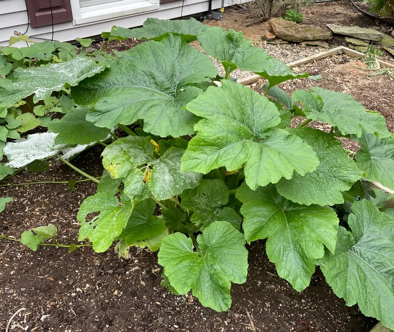 hivegarden-zucchini.jpg