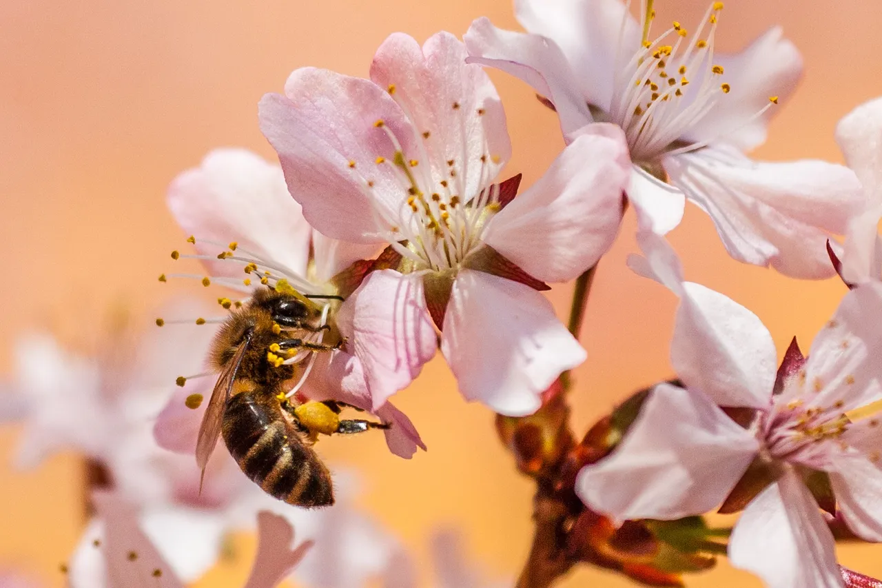 bee-gb2a51d20d_1920.jpg