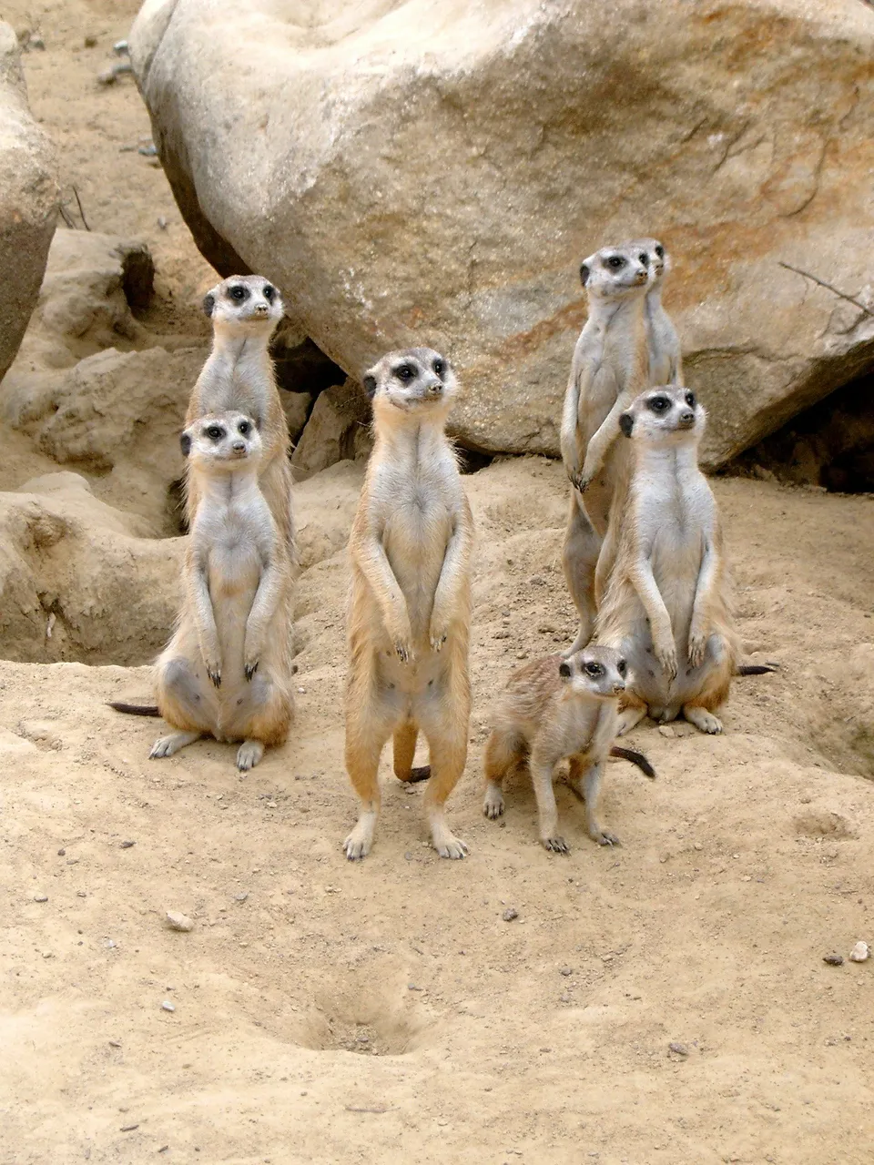 meerkat-363051_1920.jpg