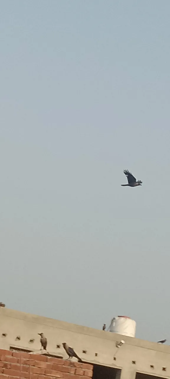 IMG_20210814_064534.jpg
