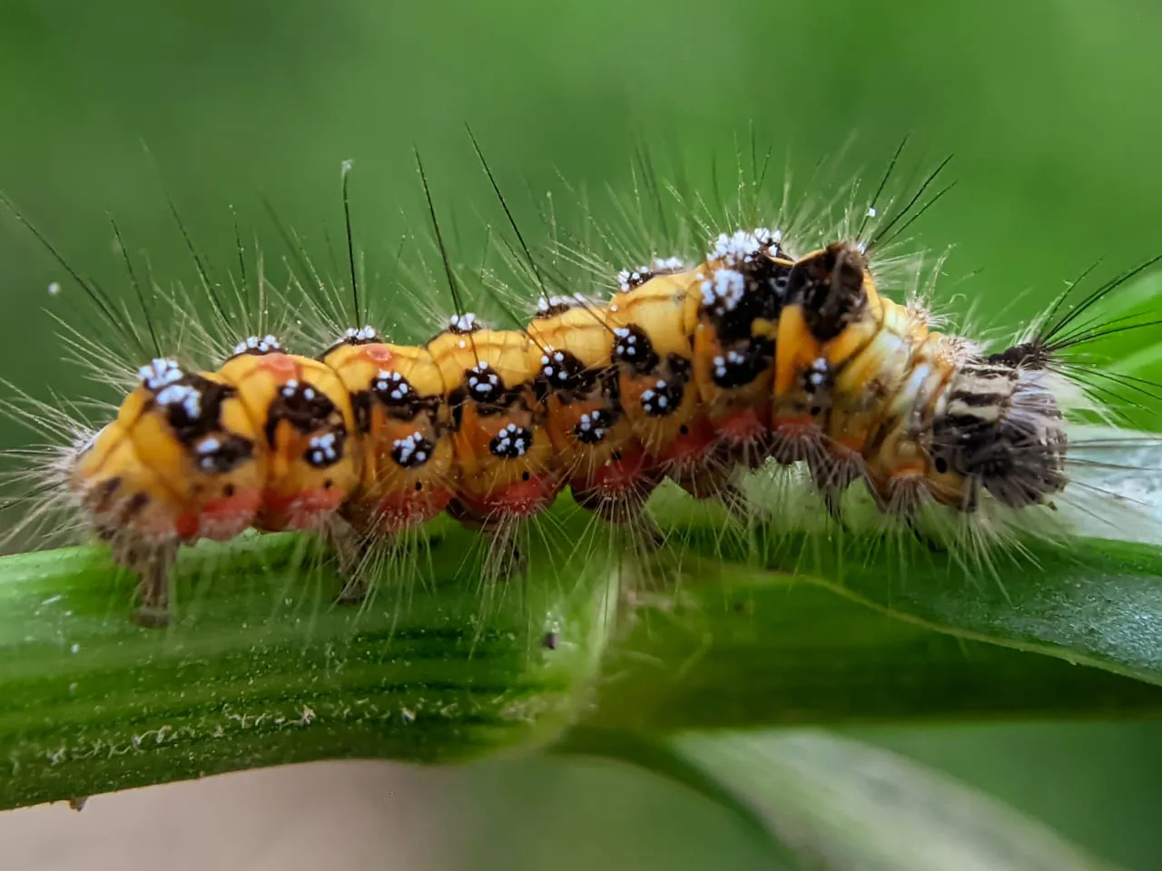 caterpillar (10).jpeg