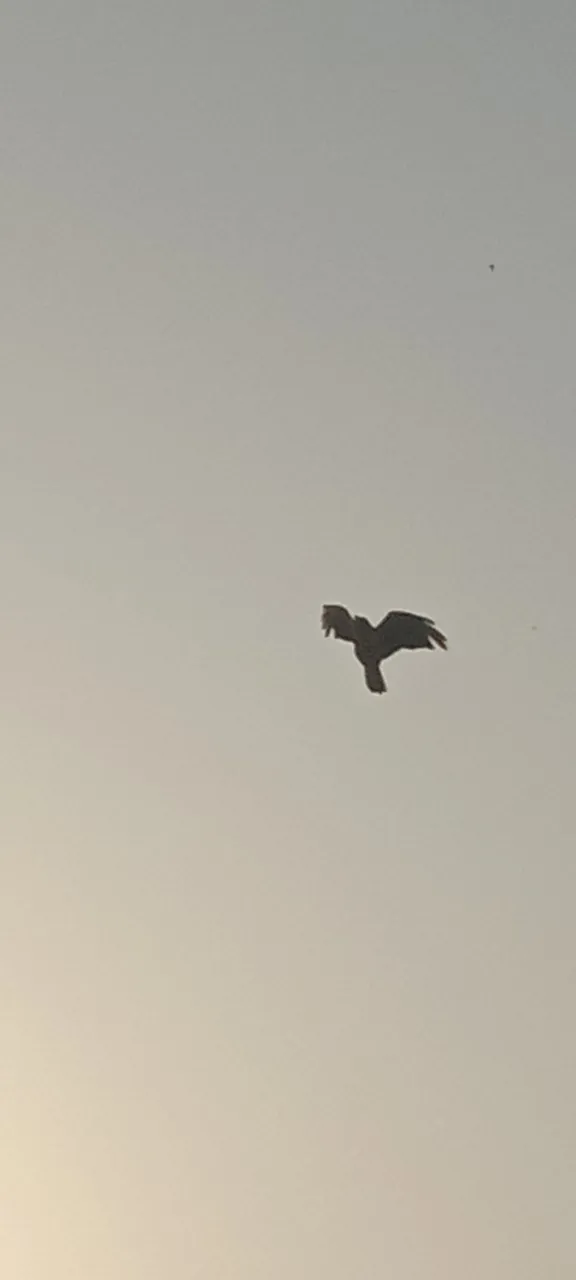 IMG_20210819_063147.jpg