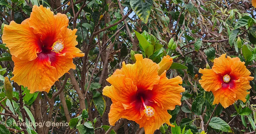 hibiscus-orange-001.jpg