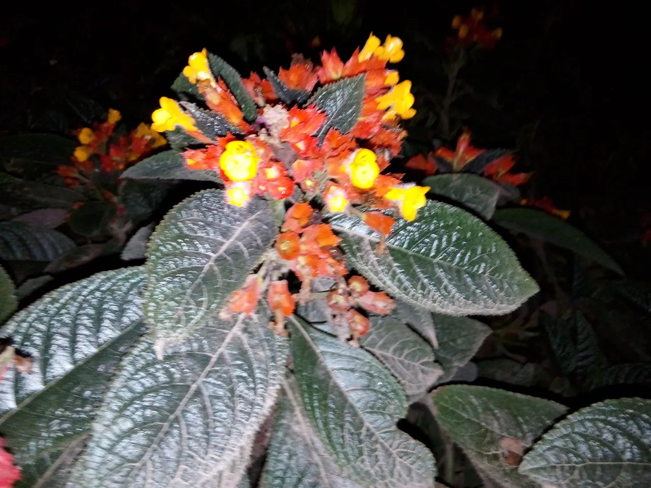 IMG_20180829_194223.jpg