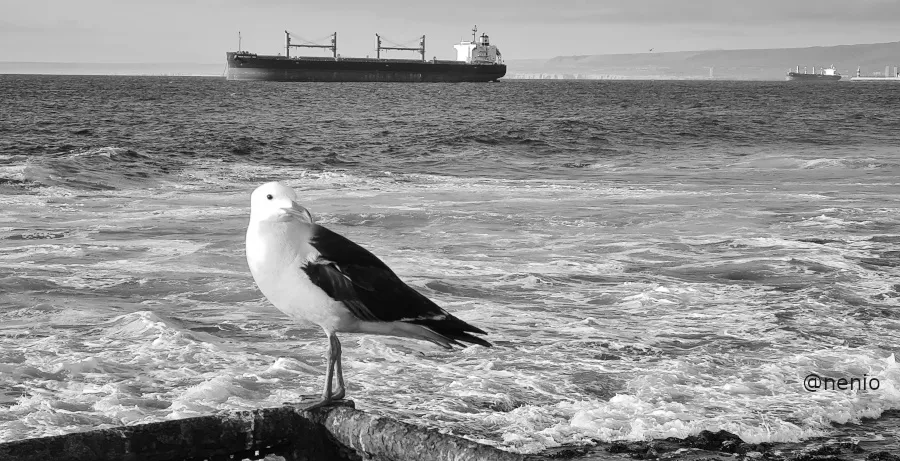 seagull-ship-002-bw.jpg