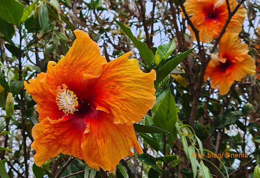 hibiscus-orange-004.jpg