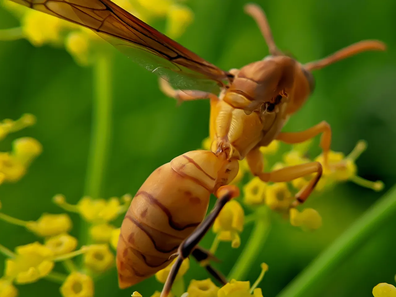 Yellow Wasp (5).jpg