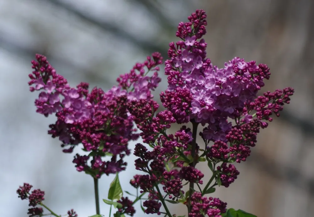 hivegarden-lilacs-4.jpg