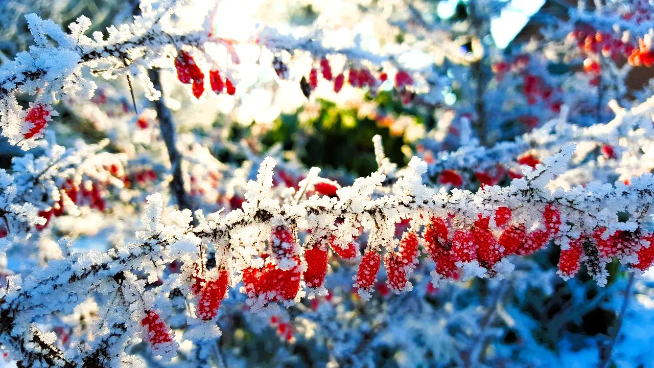 winter-2443464_1280.jpg