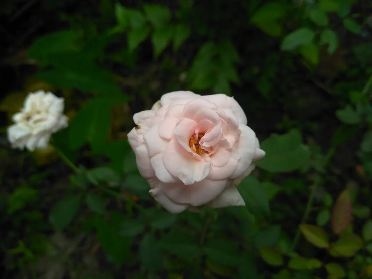 IMG_20200516_163843.jpg