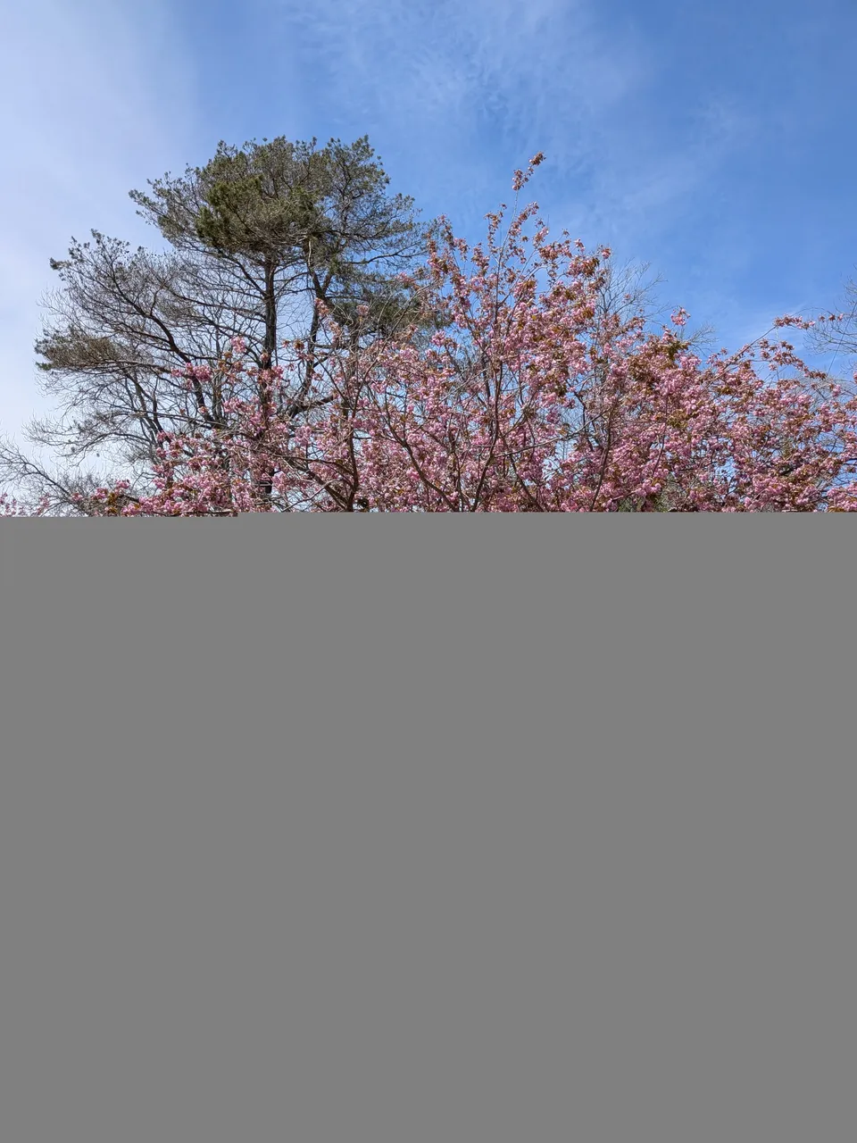 spring-in-lunenburg.jpg