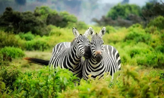 zebras-1883654_640.webp