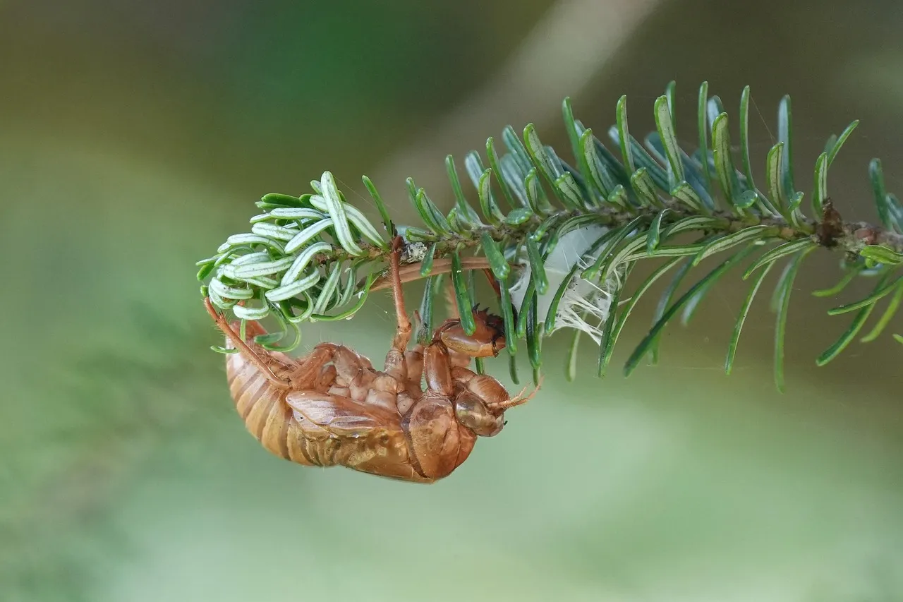 cicada-7405276_1280.jpg