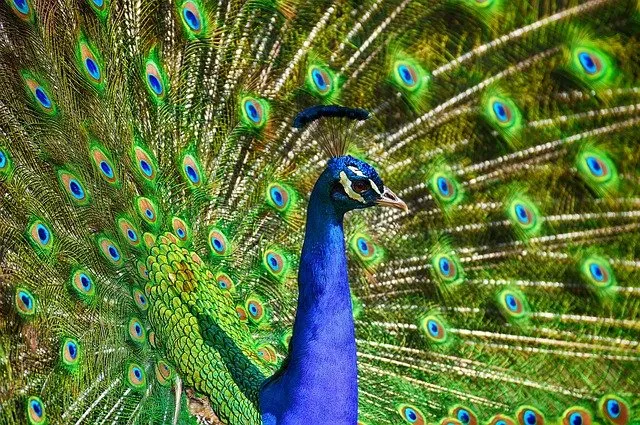 peacock-3617385_640.jpg