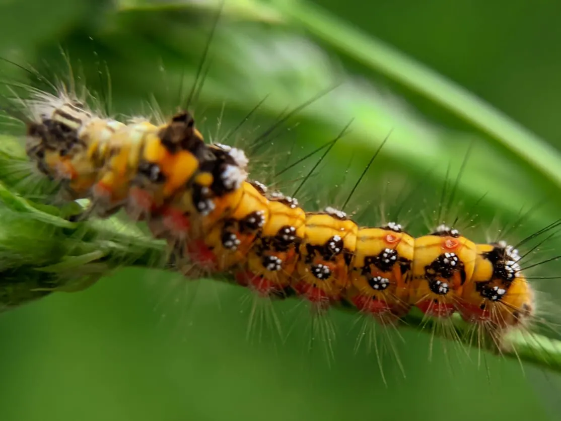caterpillar (18).jpeg